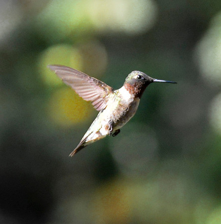 BestHummingbird